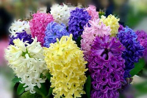 风信子有毒吗对人有害吗,风信子有毒吗?