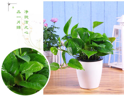 大叶绿萝和小叶绿萝的区别?,大叶绿萝和小叶绿萝的区别
