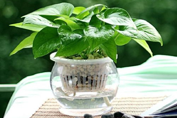 绿萝放卧室好吗?,适合放卧室的植物和花有哪些