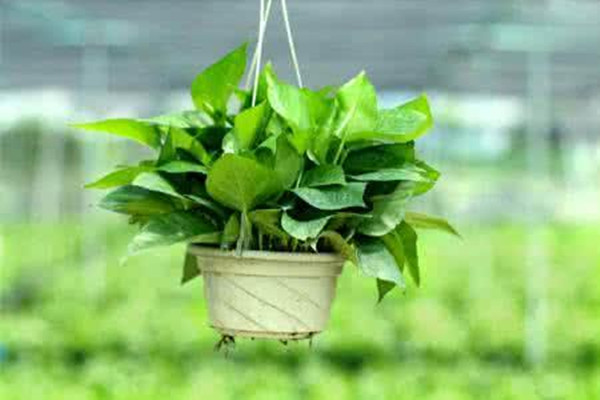 绿萝需要什么肥料才能更旺盛,绿萝喜欢什么肥料 绿萝需要什么肥料才能更旺盛,绿萝喜欢什么肥料