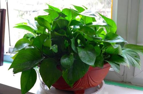 绿萝叶子发黄怎么处理怎么补救,绿萝叶子为什么会发黄