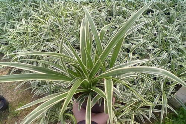 金心吊兰怎么浇水,金心吊兰用什么土最佳 金心吊兰怎么浇水,金心吊兰用什么土最佳