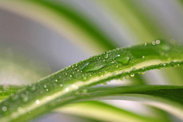 金心吊兰怎么养,金心吊兰的功效和作用是什么