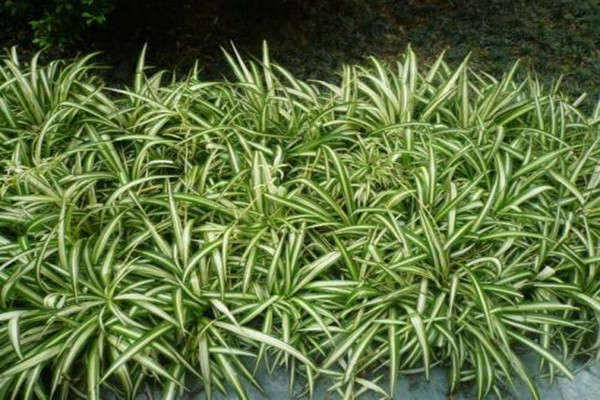 金边吊兰可以放在卧室吗,吊兰金边吊兰晚上可以放在卧室吗