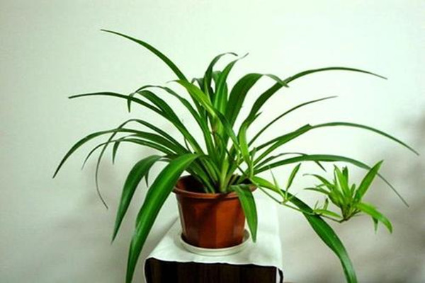 金心吊兰有毒吗,金心吊兰有毒吗?可以养在卧室吗