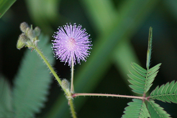 含羞草怎么养才能更旺盛,含羞草什么样子