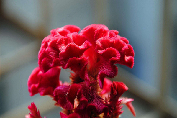 鸡冠花哪里有卖,鸡冠花是什么颜色