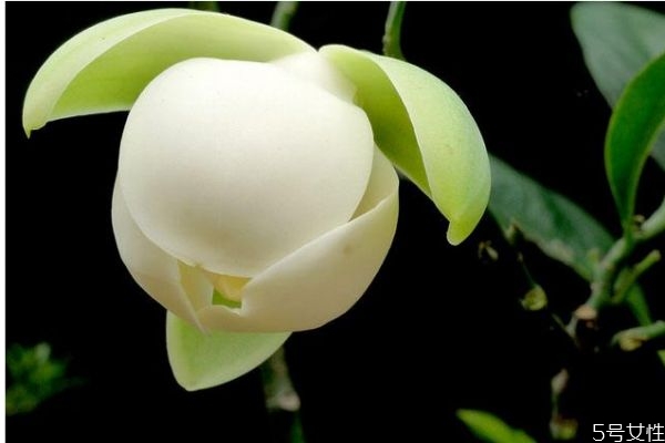 夜合花象征什么,夜合花是什么花