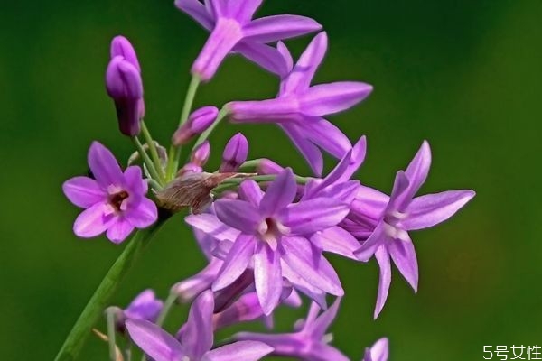 紫娇花的正确花语,紫娇花的寓意