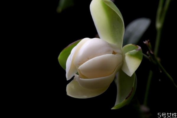 夜合花象征什么,夜合花寓意