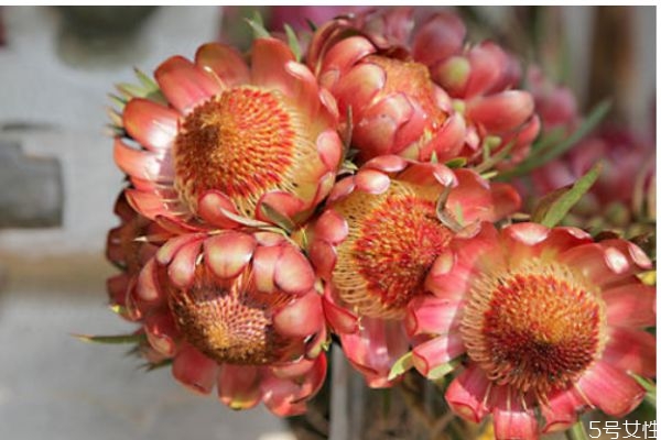 帝王花的花语和寓意,帝王花语是什么意思