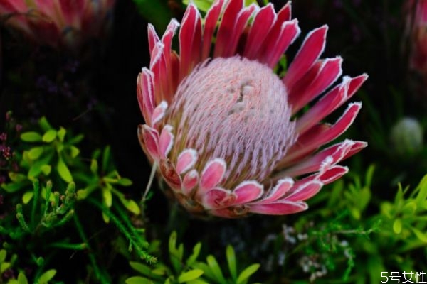 帝王花是什么花,帝王之花是什么花