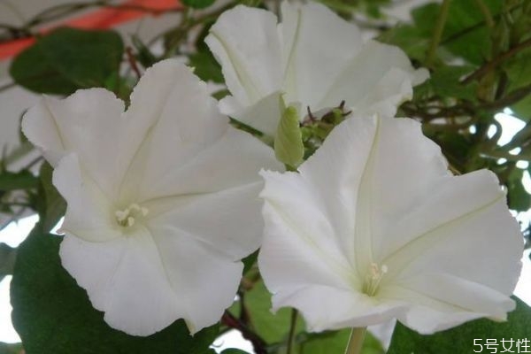 月光花的花语和寓意,什么花的花语是白月光