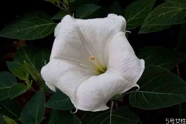 月光花是什么样子的,月光花长啥样