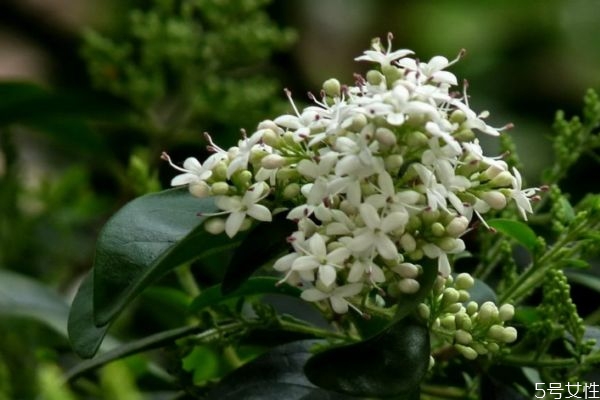 指甲花花语,佛甲草的花语