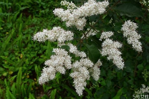 山指甲树的功效和作用,指甲花是什么植物