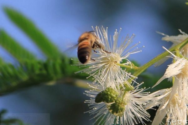 金合欢的花语是什么,合欢花的花语是什么