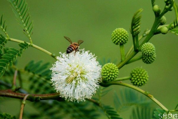金合欢是什么植物,合欢属于什么科植物
