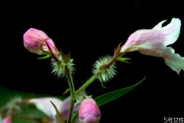 洋甘菊花的花语是什么,百合的花语是什么呀