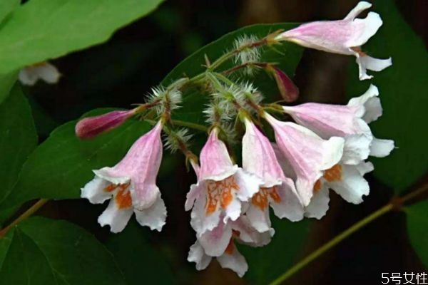 像刺猬的植物叫什么,长得像刺猬一样的植物