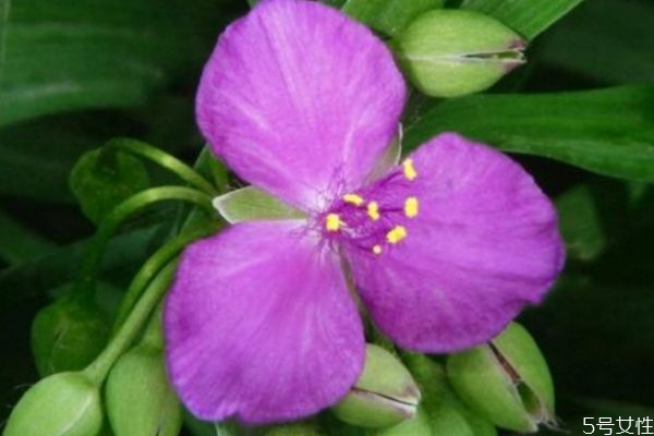 紫露花的花语和寓意,白花紫露草的寓意 紫露花的花语和寓意,白花紫露草的寓意