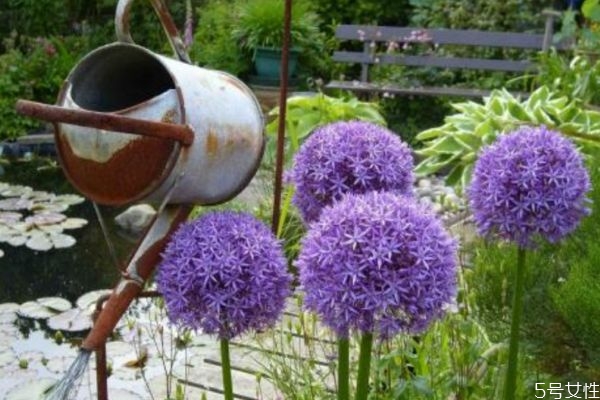 大花葱的花语和寓意,大葱花花语及寓意