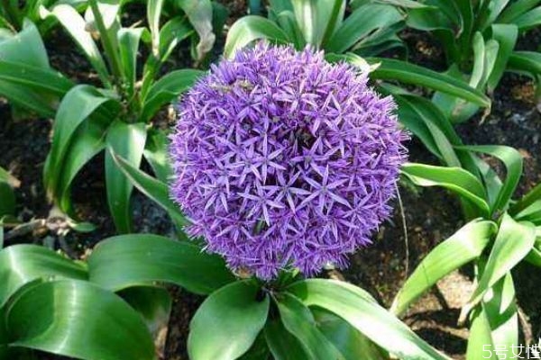 大葱是植物吗,大花葱是多年生植物吗