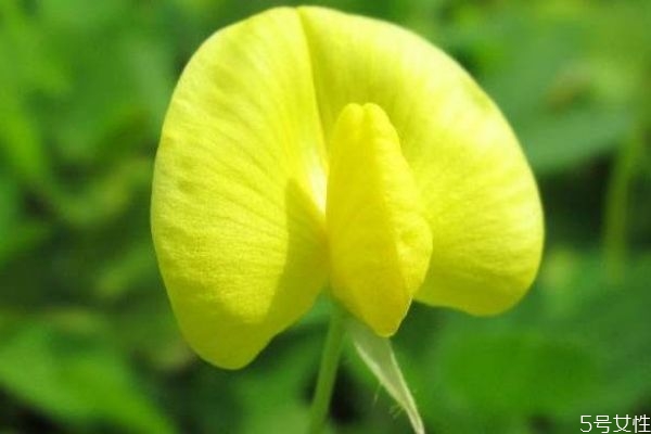 花生是一种什么的植物,蔓生植物有哪些