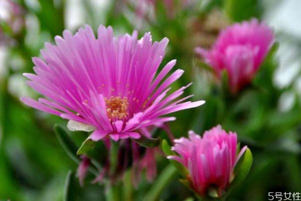 松叶菊图片,松菊是什么意思 松叶菊图片,松菊是什么意思