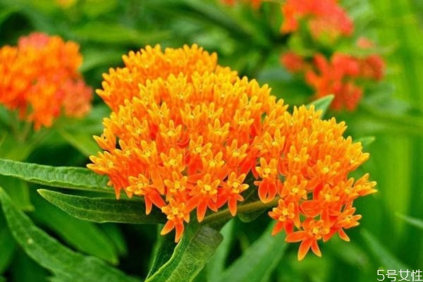 马利筋属植物,马利筋的功效和作用 马利筋属植物,马利筋的功效和作用