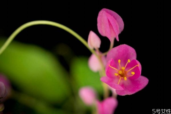 珊瑚藤的花语和寓意,珊瑚花花语