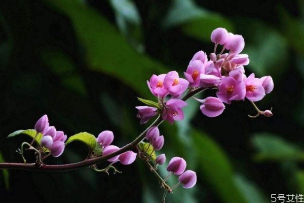 珊瑚藤图片,珊瑚藤的养殖方法和注意事项