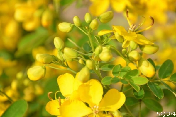 金露花的花语和寓意,黄金梅的花语是什么