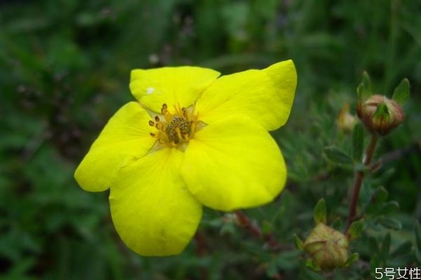黄金梅是什么样的植物,有种水果叫金什么梅 黄金梅是什么样的植物,有种水果叫金什么梅