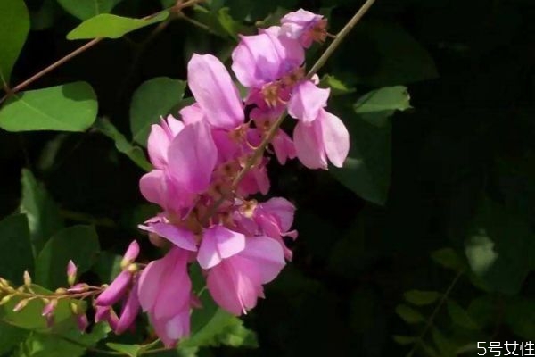 木兰花图片,蓝花是什么意思