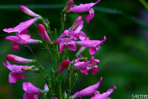 钓钟柳图片,钓钟柳花期