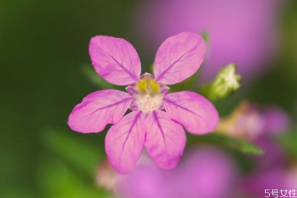 萼距花百度百科,萼距花什么科