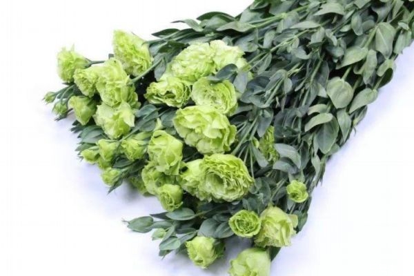 洋桔梗代表什么,洋桔梗和桔梗 洋桔梗代表什么,洋桔梗和桔梗