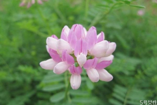 皇冠花花语是什么,文冠花的花语