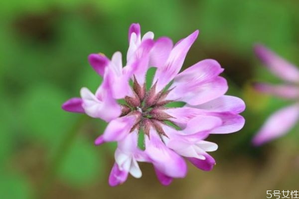 小冠花图片,花冠现在叫啥