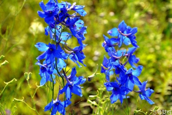 翠雀花有什么药用,翠雀花的花语 翠雀花有什么药用,翠雀花的花语