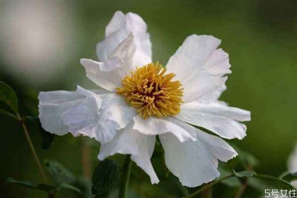 凤丹花的花语是什么,苏丹凤仙花花语