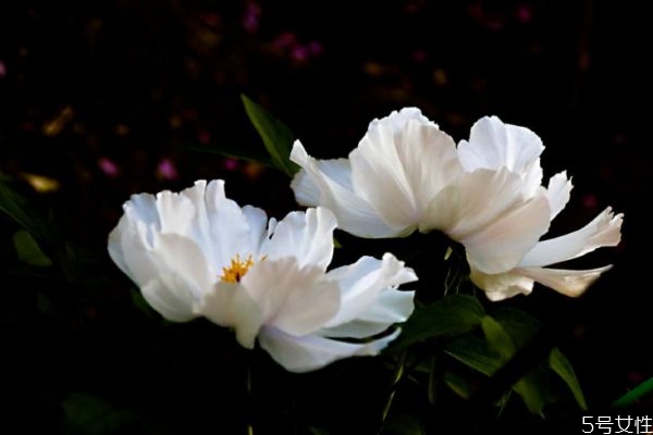 凤丹是牡丹的一种吗,凤丹是什么样子的