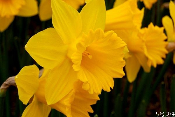 水仙是一种怎么样的植物,水仙属于什么植物 水仙是一种怎么样的植物,水仙属于什么植物