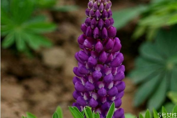 羽扇豆图片,羽扇豆的功效和作用 羽扇豆图片,羽扇豆的功效和作用