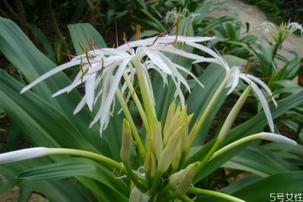 文殊兰的花语和寓意,文殊兰开花寓意