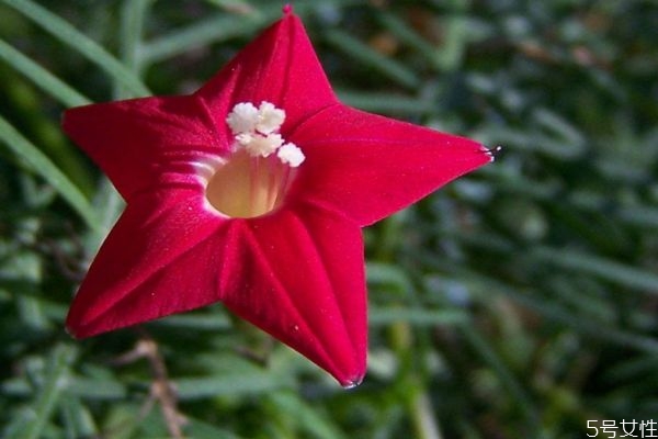 五星花代表了什么,五星花有什么寓意