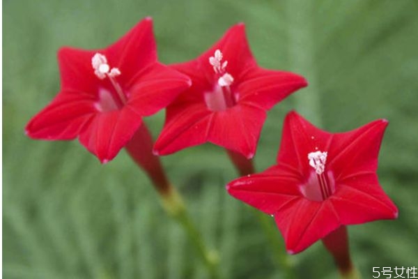 星星花的花语,五角星花花语