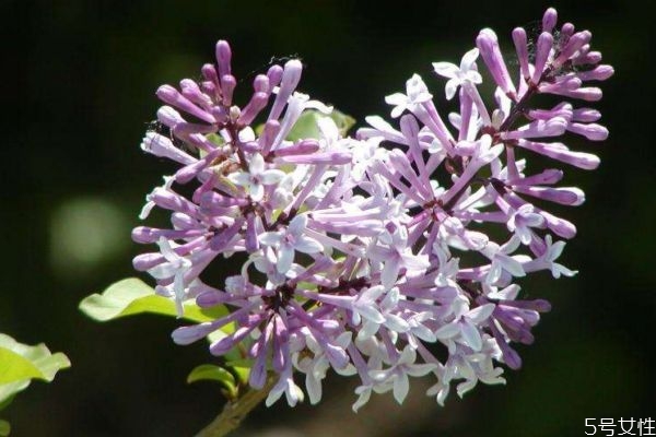 红色丁香花的花语是什么意思,丁香的花语是什么呀