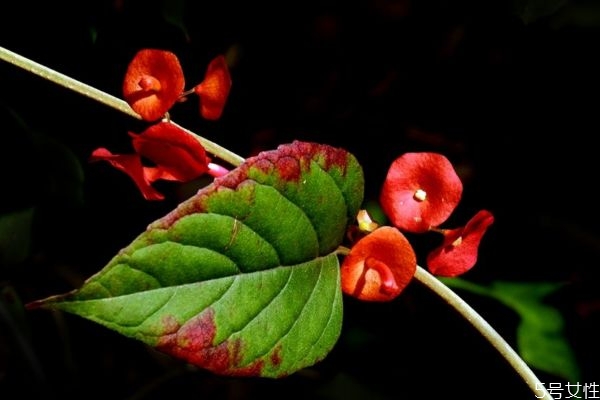 冬天叶子红色的植物是什么品种,冬天红色的植物 冬天叶子红色的植物是什么品种,冬天红色的植物